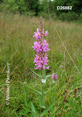 Purple Loosestrife (Lythrum salicaria)